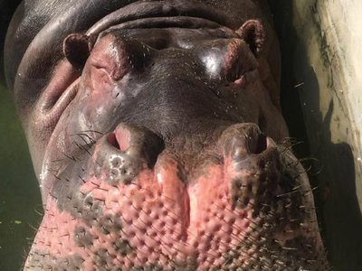 Hipopótamo del Zoo de Asunción se recupera tras ser herido con piedra