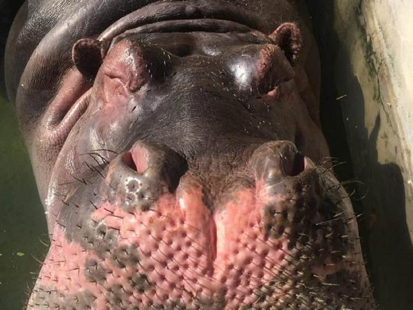 Hipopótamo del Zoo de Asunción se recupera tras ser herido con piedra