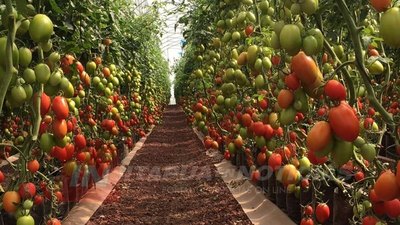 CON EXPERTOS INTERNACIONALES CAPACITAN A PRODUCTORES HORTÍCOLAS.