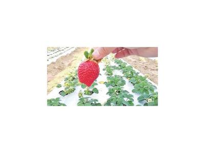 Frutilla de Itapúa gana  área de cultivo y suma adeptos