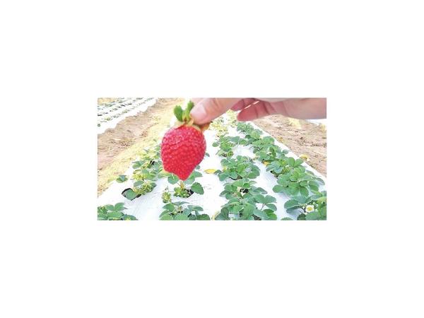 Frutilla de Itapúa gana área de cultivo y suma adeptos