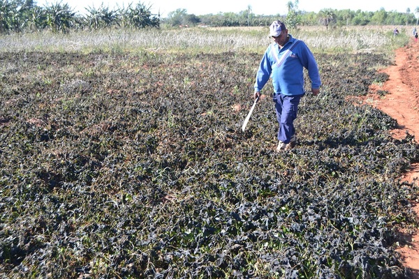 Amanecer con hasta 0°C en algunas localidades - ADN Paraguayo