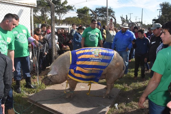 “El Chanchón” de 412.6 kg es el gran campeón del festival “Kure Luque ára” - ADN Paraguayo
