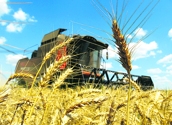 Argentina va hacia una siembra récord de trigo este año
