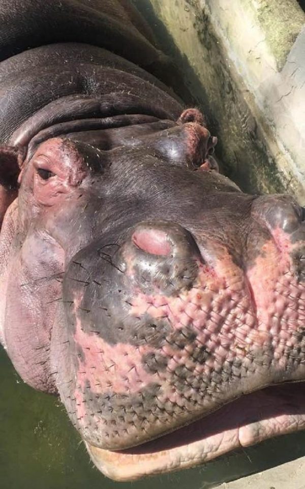 Ojo de hipólito se está recuperando | Noticias Paraguay
