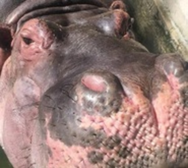 Sana el ojo del hipopótamo herido por inadaptados - Paraguay.com