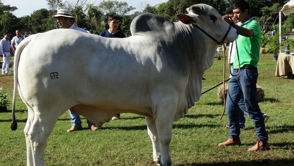 Nelore promociona eficiencia y calidad en la Expo 2019