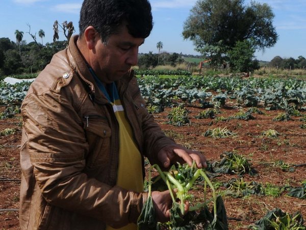 Heladas causan estragos en cultivos frutihortícolas en el  Alto Paraná