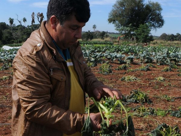 Heladas causan estragos en cultivos frutihortícolas en el Alto Paraná