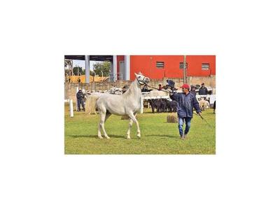 Calidad de animales se destaca en un escenario de bajón de precios