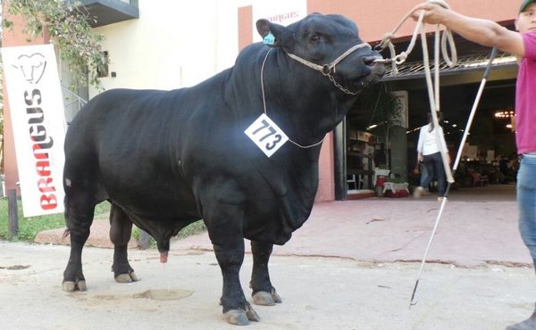 Juzgamiento de admisión en Expo Mariano Roque Alonso destacó el gran nivel genético y presentación de los animales