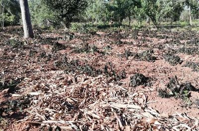 Cultivos dañados por helada en Paraguarí - Nacionales - ABC Color