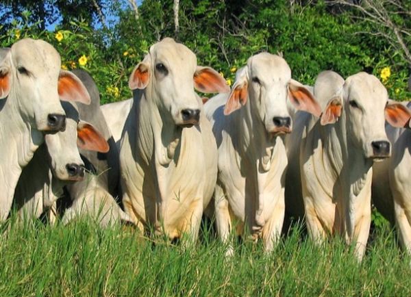 GANADEROS EUROPEOS URGEN RECHAZAR EL ACUERDO UE-MERCOSUR