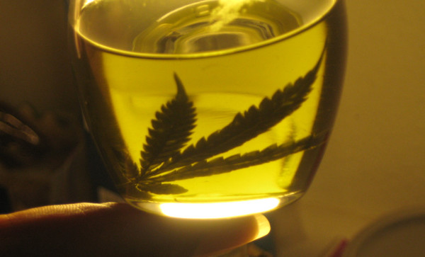 Productor de aceite de cannabis cumple 3 años de prisión » Ñanduti