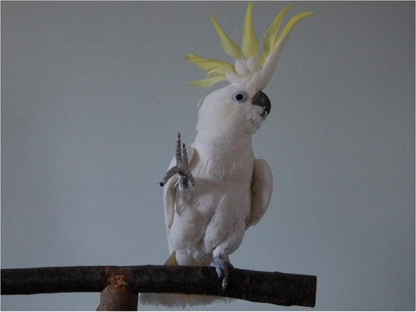 Snowball, la cacatúa bailarina que improvisa al ritmo de la música