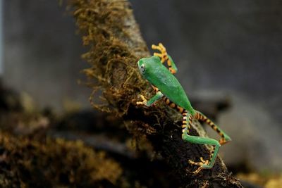 La Balsa de los Sapos, el centro ecuatoriano que estudia 70 tipos de ranas - Ciencia - ABC Color