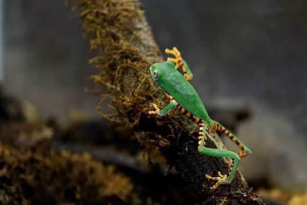 La Balsa de los Sapos, el centro ecuatoriano que estudia 70 tipos de ranas - Ciencia - ABC Color