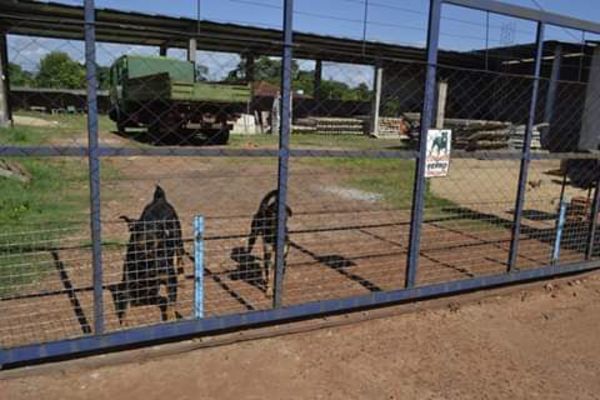 Perros que serían de un concejal atacan por tercera vez - Nacionales - ABC Color