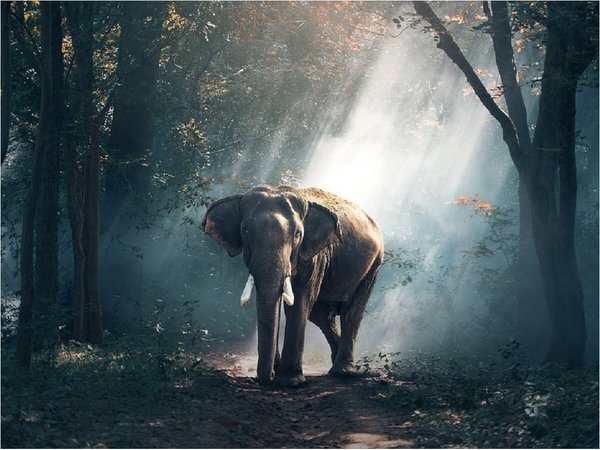 Hallan patrón universal que explica la duración de la vida de las especies