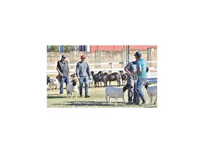 Pocos rechazos y llegada de búfalos marcaron admisión