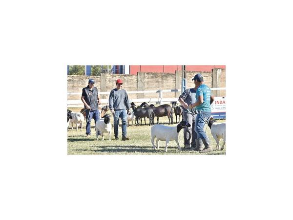 Pocos rechazos y llegada de búfalos marcaron admisión