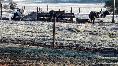 Heladas arrasan con el trigo y las hortalizas