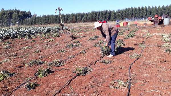 Helada destruyó el 50% de los cultivos hortícolas en Alto Paraná
