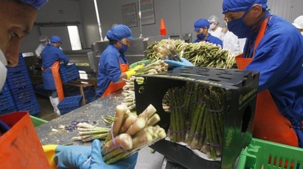 Latinoamérica ampliará exportación alimenticia