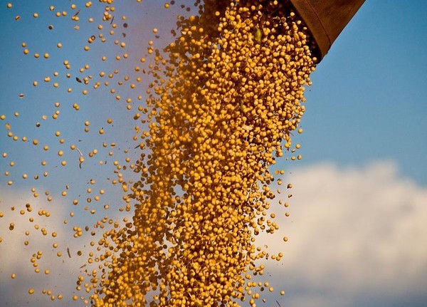 Prevén desaceleración de la soja en Latinoamérica