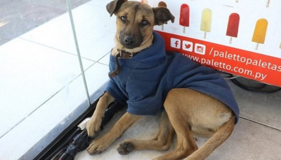 Prepararon lugares a los peluditos de la calle