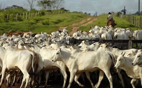 HOY / Brasil y Paraguay unidos por   el espanto ante las plagas que  azotan la ganadería y la soja