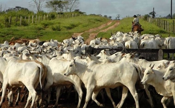 HOY / Brasil y Paraguay unidos por el espanto ante las plagas que azotan la ganadería y la soja