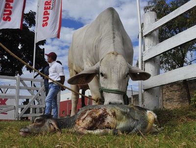 Expo 2019: Ejemplar de Brahman dio a luz en pleno pesaje - Nacionales - ABC Color