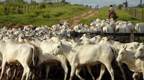 BRASIL Y PARAGUAY UNIDOS POR EL ESPANTO ANTE LAS PLAGAS QUE AZOTAN LA GANADERÍA Y LA SOJA