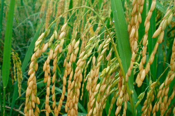 Brasil avanza para elevar impuestos a la importación de arroz