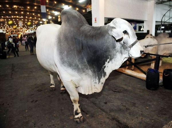 Un toro mocho Nelore de 1.075 kilos, el animal más pesado de la Expo 2019