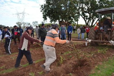 Promueven el cultivo de papa en Misiones. - Nacionales - ABC Color