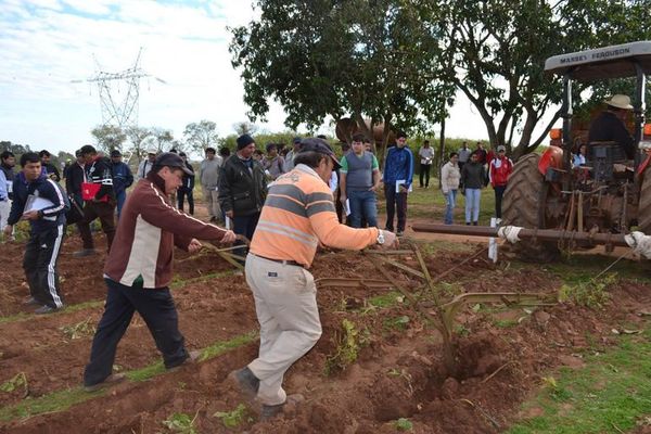 Promueven el cultivo de papa en Misiones. - Nacionales - ABC Color