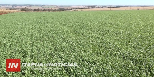 NARANJITO: VARIOS CULTIVOS PODRÍAN RECUPERARSE BIEN TRAS LAS HELADAS