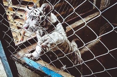 Miles de animales salvajes incautados en un operativo internacional