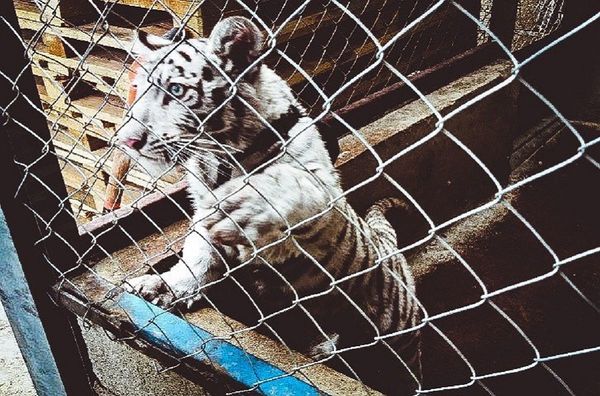 Miles de animales salvajes incautados en un operativo internacional