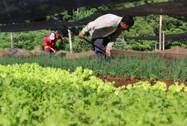 Itaipú apoyará a 10.000 nuevos productores de la agricultura familiar mediante proyecto - ADN Paraguayo