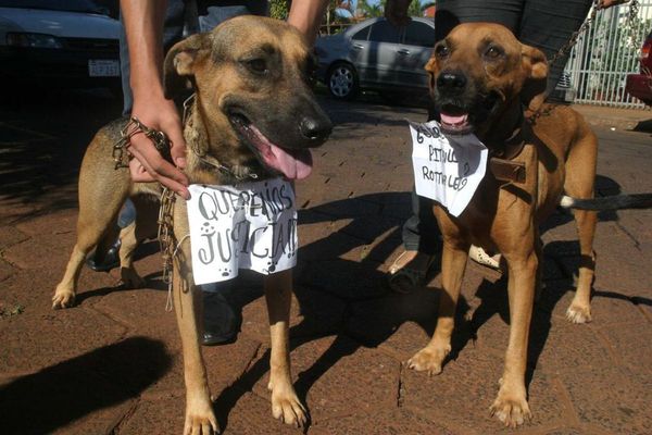 Celebran creación de Dirección Nacional para proteger a animales