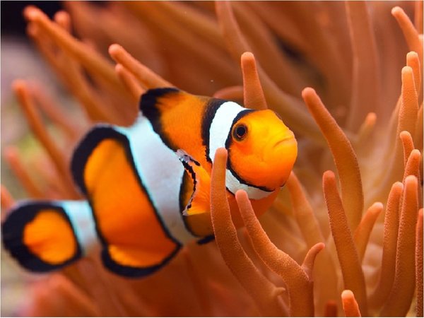 Científicos descubren mecanismo de cambio de sexo en los peces