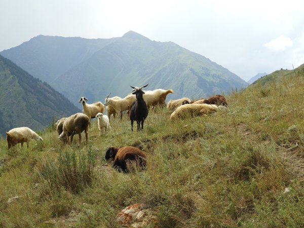 Cabras pueden distinguir emociones por los balidos de otras cabras