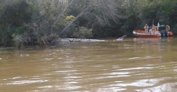 Ojetopa feroz ballena muerta en Río Paraná
