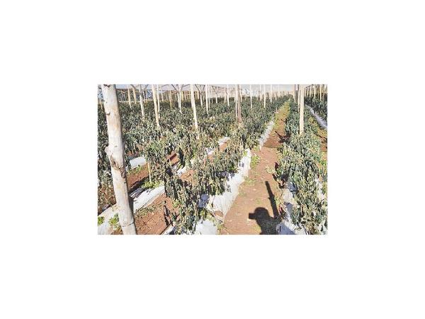 Itapúa: Heladas golpean a 120 productores hortícolas