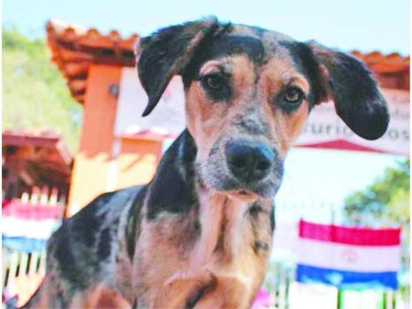 Los perros ya tienen oficina que los defenderá y cuidará