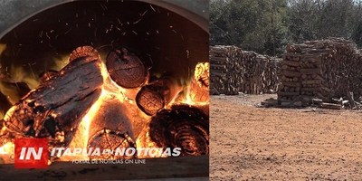 NARANJITO: UTILIZAN EUCALIPTO COMO COMBUSTIBLE PARA OPERAR INDUSTRIAS.