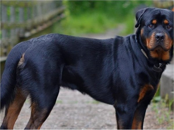 Hombre atacado por rottweiler perdió el brazo